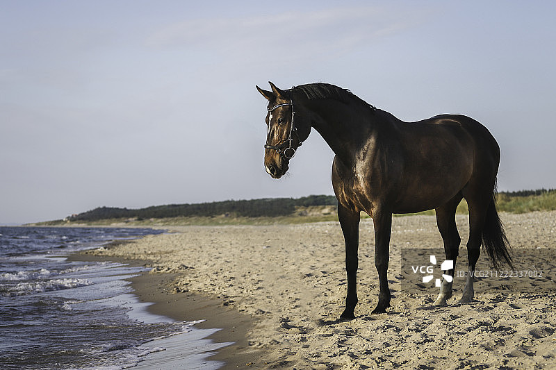 海滩上的马图片素材