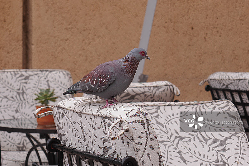 椅子上的鸽子图片素材