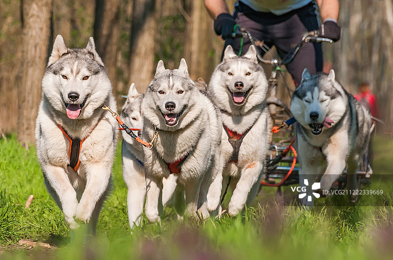一群哈士奇拉雪橇图片素材