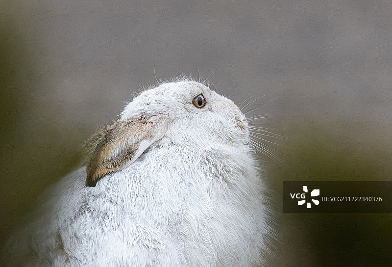 兔子肖像图片素材
