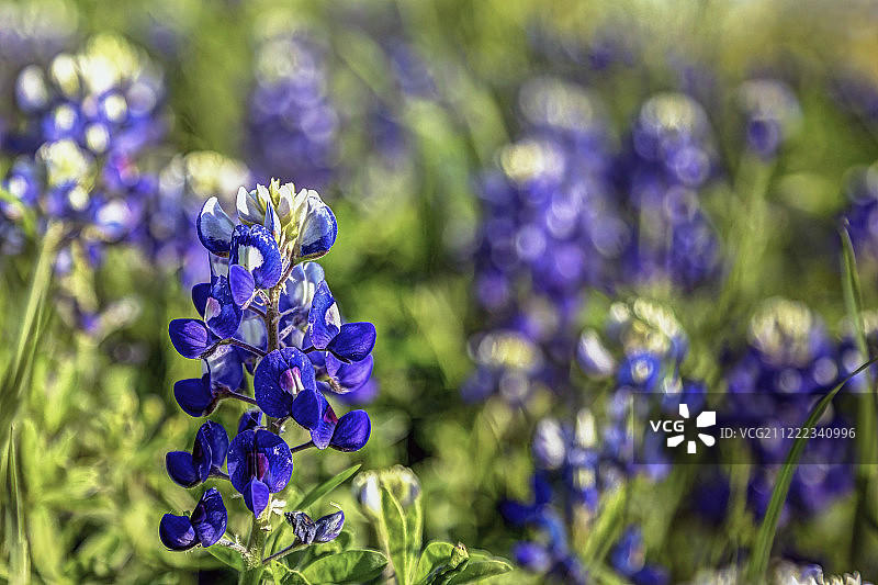 矢车菊花的散景照片图片素材