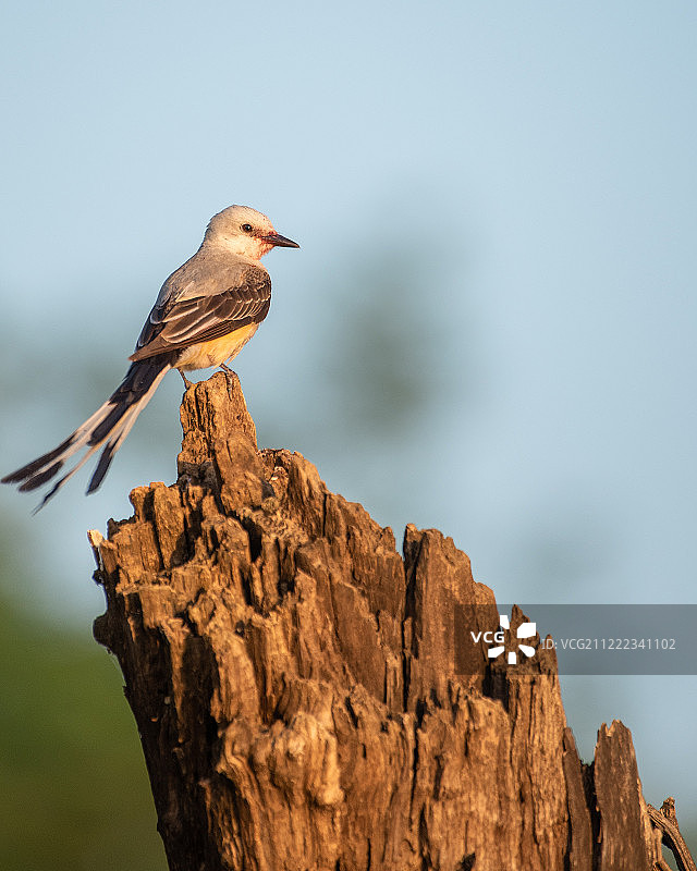 剪尾鹟图片素材