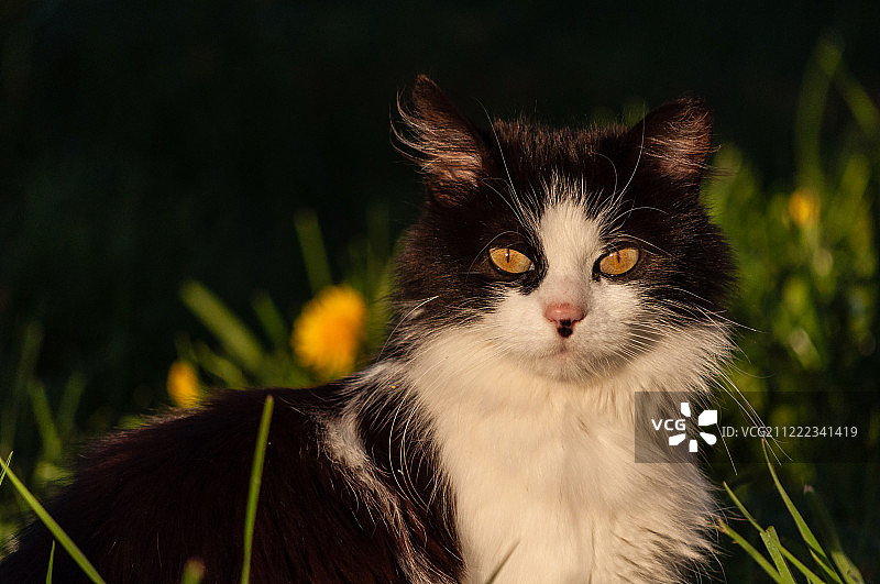 夕阳下的黑白家猫图片素材