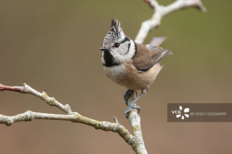 Lophophanes Rama Bifurcada图片素材