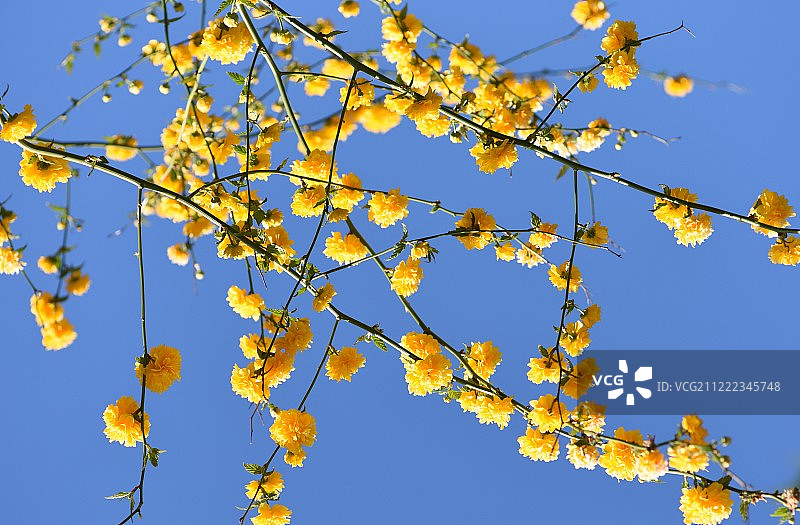 棣棠花图片素材