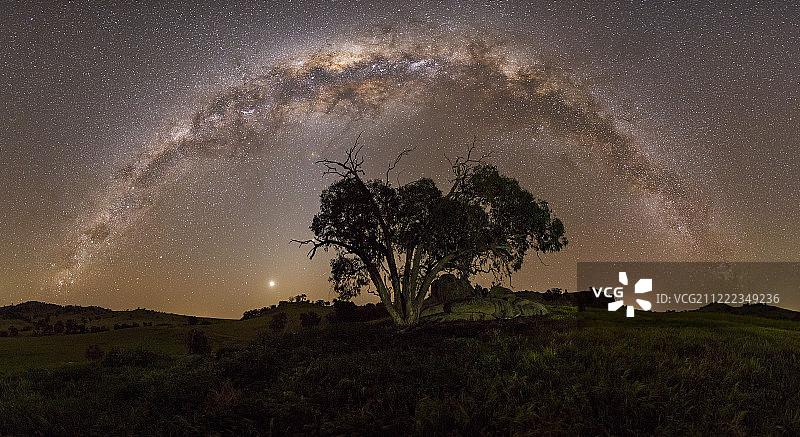 山坡上的孤独桉树图片素材