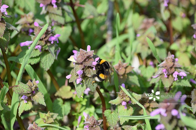 大黄蜂图片素材