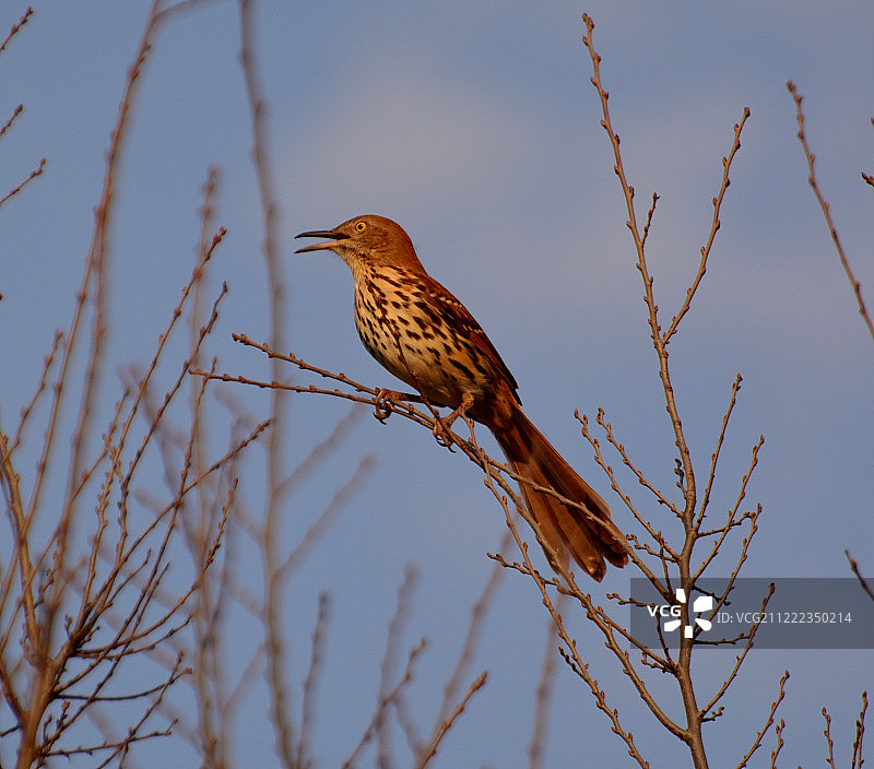 棕色调的清晨图片素材