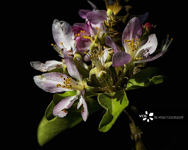 苹果花图片素材