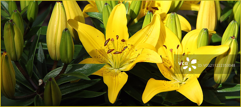 亚洲百合图片素材