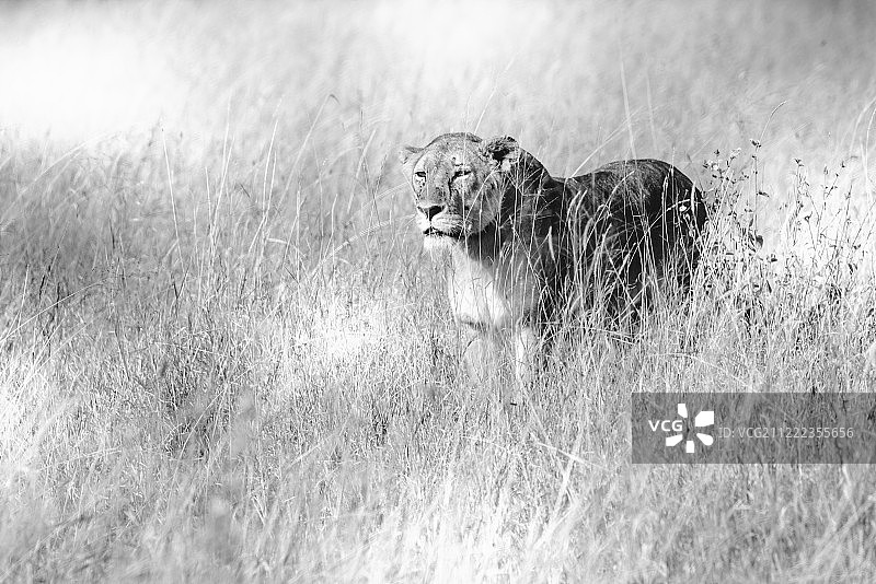 警惕的狮子图片素材