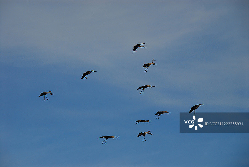 阿拉斯加：美丽的沙丘鹤群飞翔图片素材