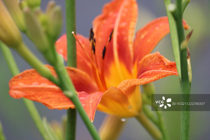 盛夏绽放图片素材