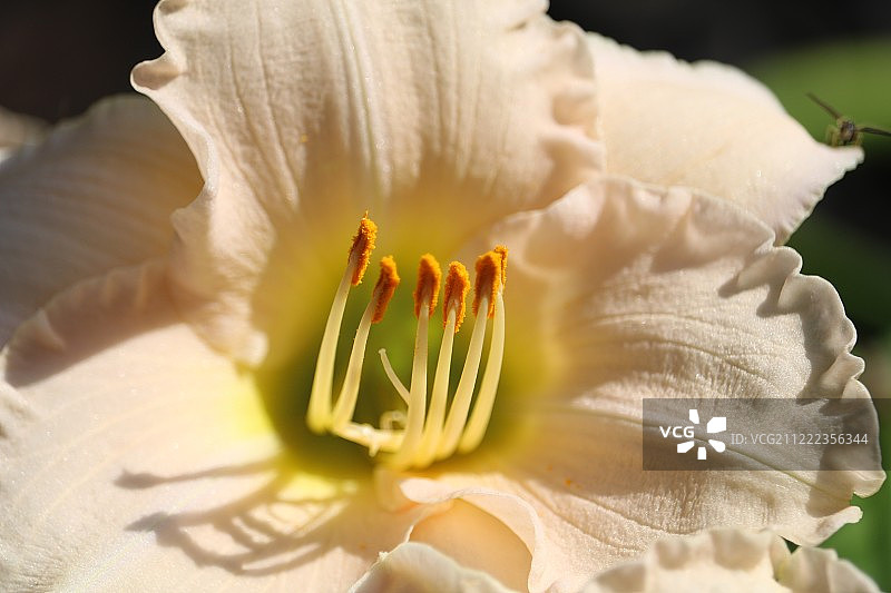 她的荣耀图片素材