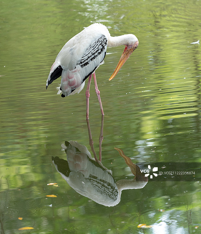 站在浅水中的鹳图片素材