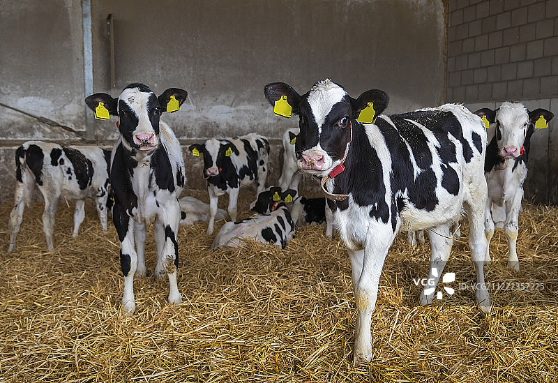 自动犊牛饲喂器图片素材