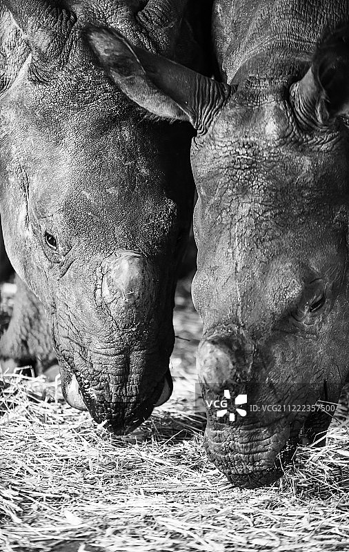 大独角犀牛图片素材