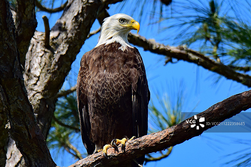 白头海雕图片素材