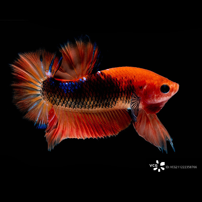 水族箱里的斗鱼争斗图片素材