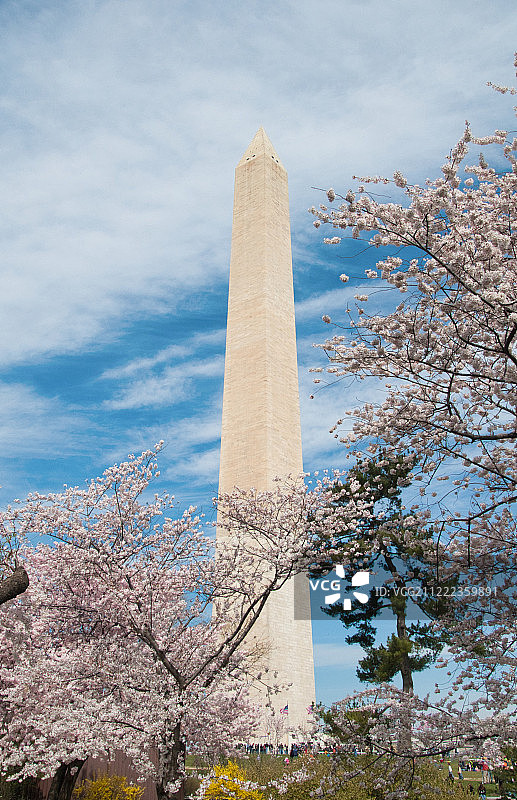 华盛顿纪念碑与樱花图片素材