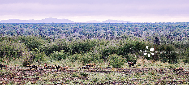 非洲野犬图片素材