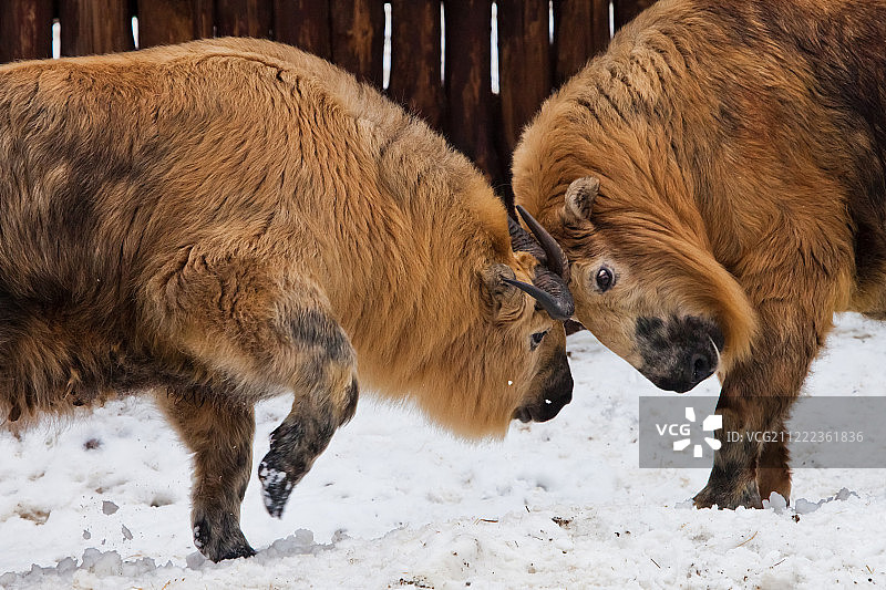 雪地上的四川牛羚图片素材