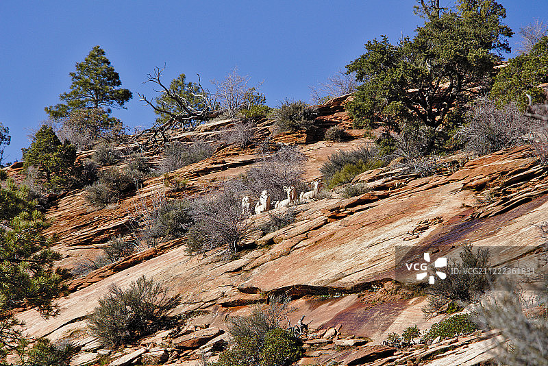 大角羊图片素材