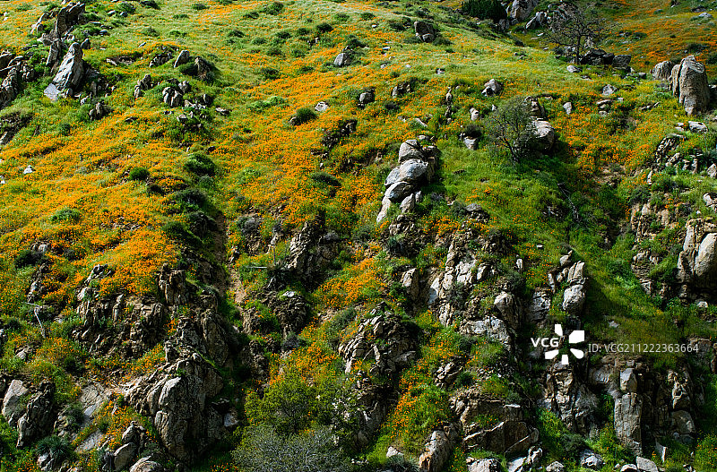 红杉国家森林图片素材