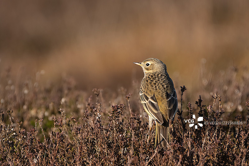 斑姬鹟图片素材