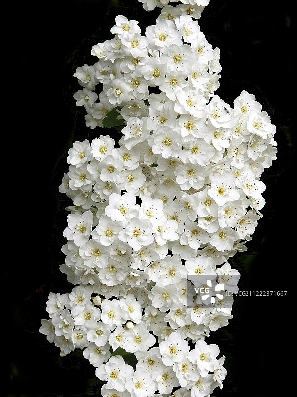 绣线菊图片素材