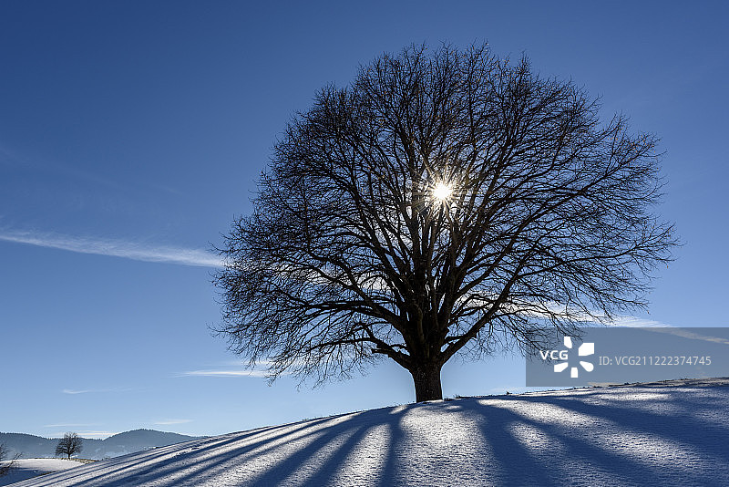 冬季树木与阳光图片素材