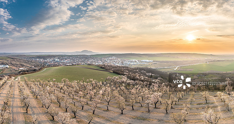 杏树果园图片素材
