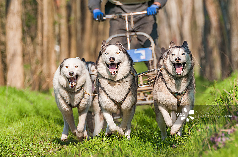 一群哈士奇拉雪橇图片素材