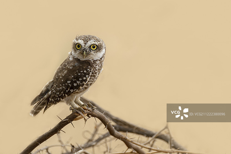 斑点猫头鹰图片素材