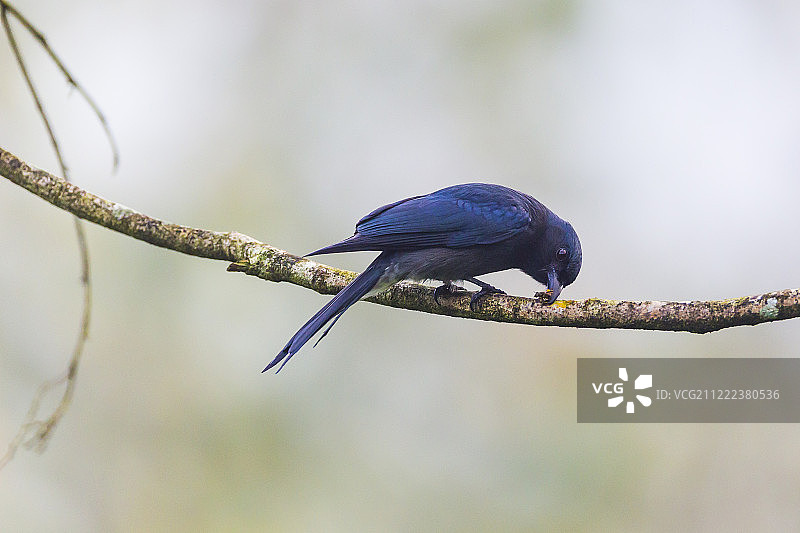 栖息在树枝上的黑卷尾图片素材