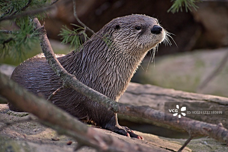 欧亚水獭图片素材