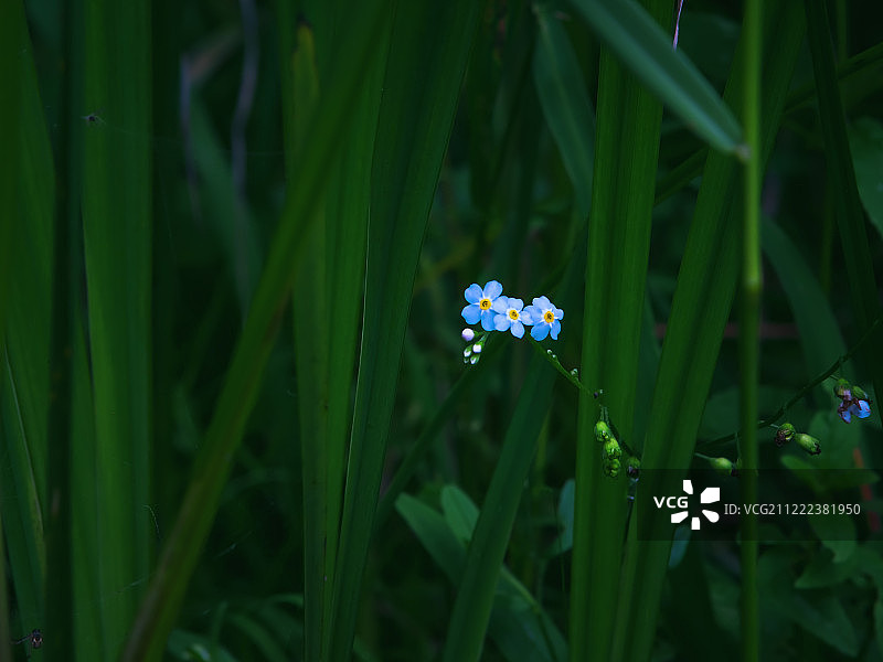 黑暗林地中的勿忘我图片素材