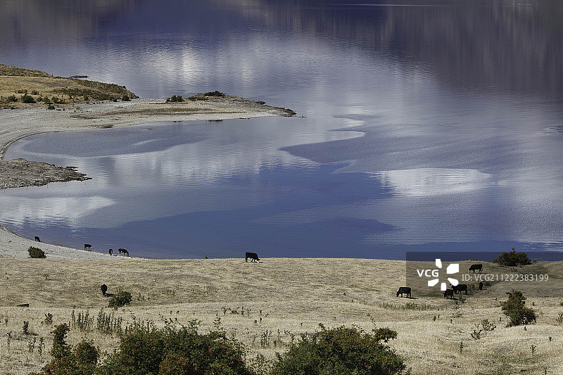 在哈威湖周围的土地上吃草的牛图片素材