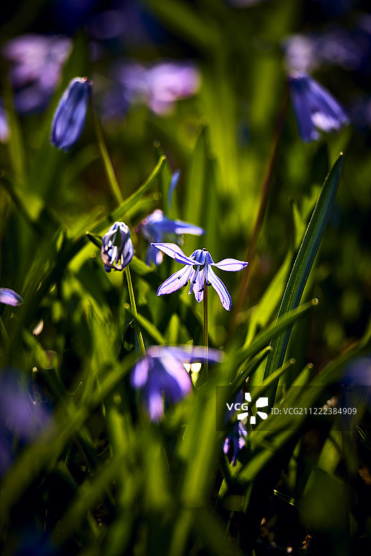 绵枣儿图片素材
