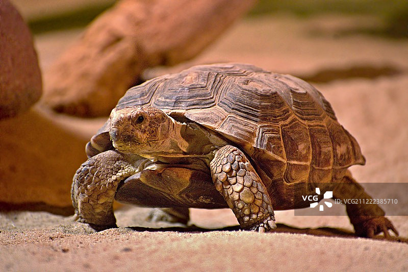 贝兰迪囊鼠龟图片素材