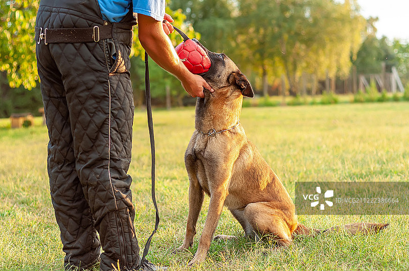 比利时马里努阿犬和训练员玩球图片素材