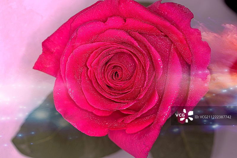 带水珠的粉色玫瑰图片素材