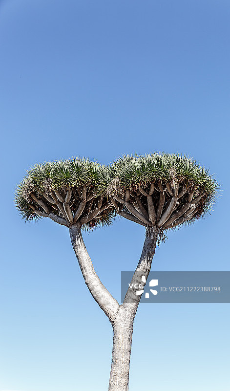 加那利群岛的 stylized 龙血树图片素材