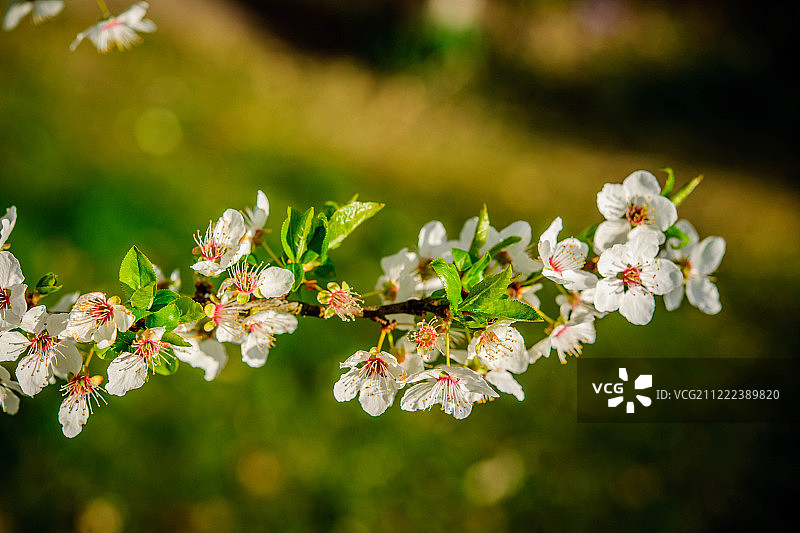米拉贝尔李花图片素材