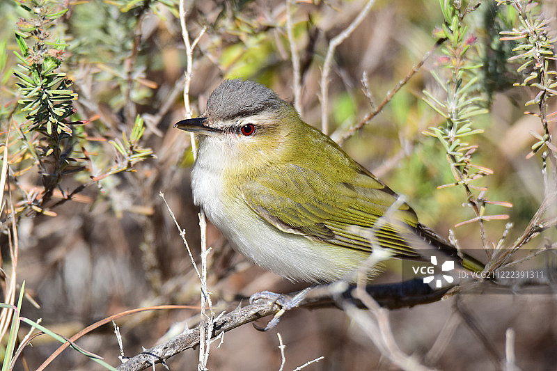 红眼绿鹃图片素材