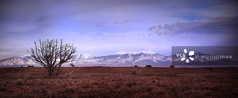 广阔的树木图片素材