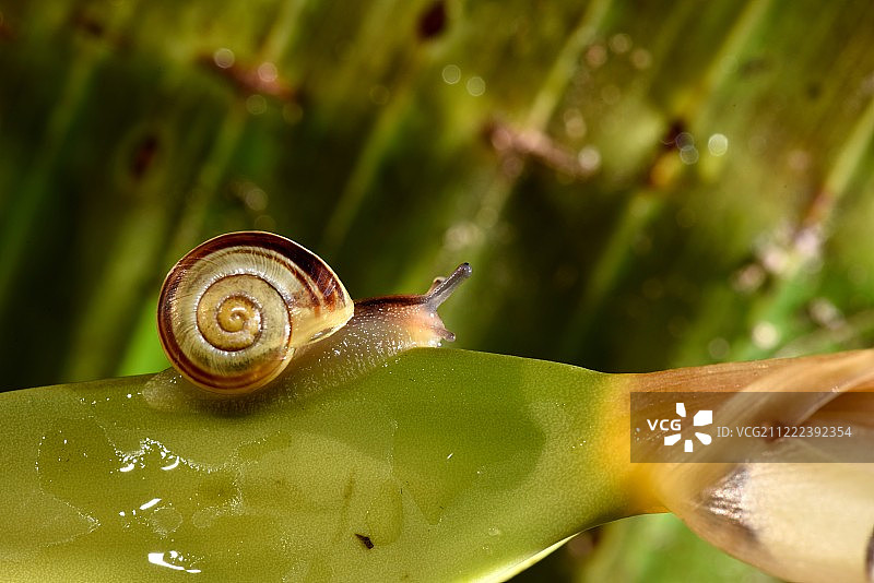 白唇蜗牛图片素材