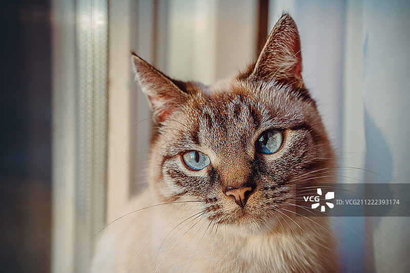 丽莎猫图片素材