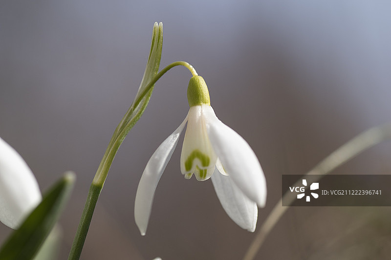雪花莲图片素材