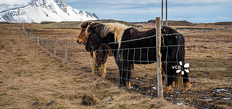 围栏后面的两匹马图片素材